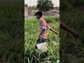 Gandhe mere jimmedari 💪 #punjabimusic #newsong #song #farming #desifamily