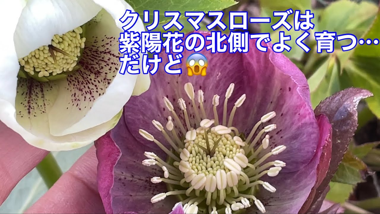 まるおの母　まるこの宿根草と低木の庭　2026 03 07 気温は高めでも風が冷たい庭。クリスマスローズがどんどん開花。紫陽花の北側に植えると、夏の暑さ対策バッチリだけど、両方大きくなると、掘れない😱