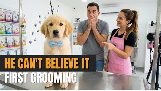 Adorable Den Retriever Puppy Gets First Grooming Amazing Teddy Bear Transformation