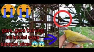 pikat kecial kuning jos alam😱