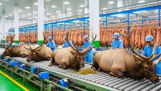 Inside the Elk Hide Processing Industry | How Raw Elk Skin Becomes Luxury Goods (Full Process)