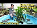 NUANSA ALAMI TERLIHAT! MASUKAN KEMBALI IKAN KE KOLAM YANG SUDAH DI KURAS