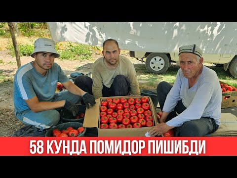 58 КУНДА ПОМИДОР МАССАДА ПИШИБДИ 