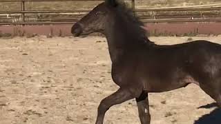 2018 Friesian Appaloosa Filly
