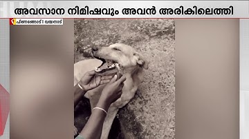 അവസാന നിമിഷും അരികിലെത്തി, നസീറ രക്ഷപെടുത്തിയ തെരുവുനായയ്ക്ക് ജീവന്‍ നഷ്ടമായി | Naseera