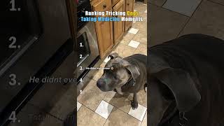 Ranking Tricking Dogs Taking Medicine Moments #shorts #viral #funny