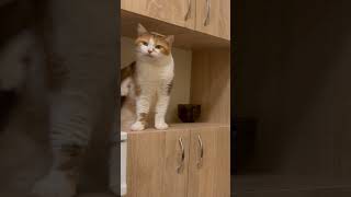 Cat Party Sweet And Cute Cat Video 2024 New Funny Cat Video 2024 December Evening 2024 Part 1