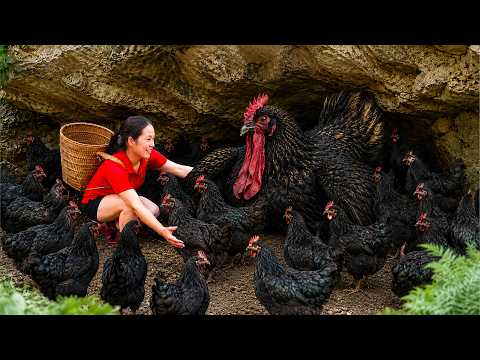 Catching Wild Black Chickens Under a Huge Rock to Sell | Nature Survival Life