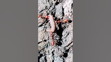 Unity #nature #insectbehavior #video #unity #tiny #red #ants #love #creature #working #together