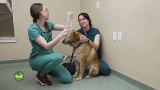 How to Administer Subcutaneous Fluids