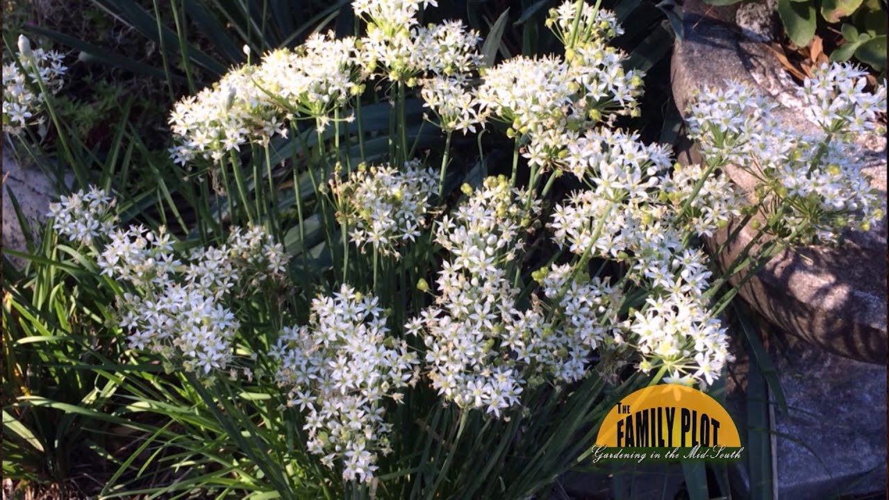 Q&A - What is this plant? - Allium