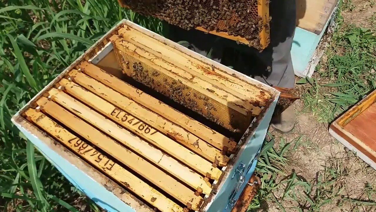 Τέλος Ιούνη στα Ηλιόσπορα