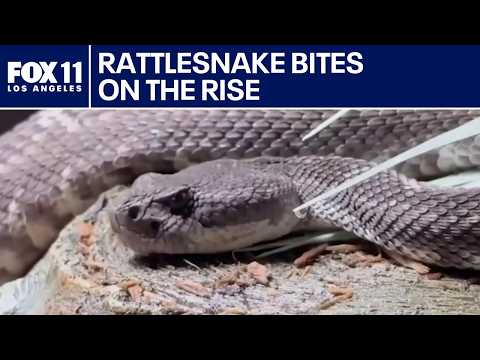 Rattlesnake activity increasing across US