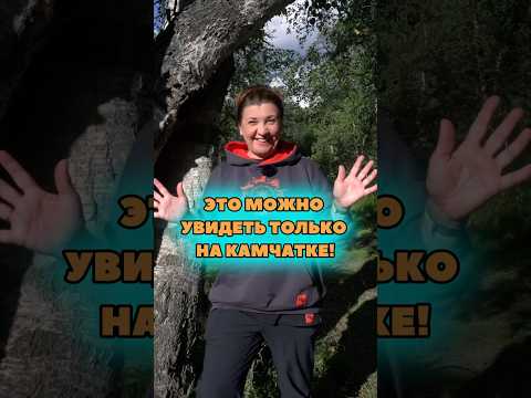 Это дерево растет только на Камчатке?