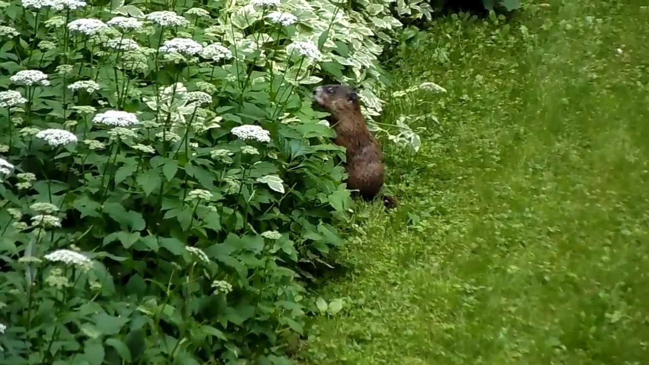 Marmotia: featuring Gregory T. Groundhog