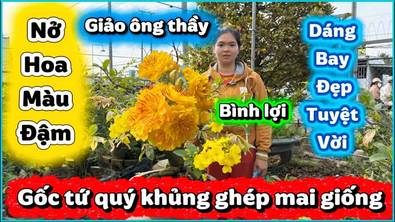 💥 7/3 ☎️ 0778165079 - GẶP CHỊ THUẬN ☎️ gốc tứ quý ghép cúc thọ hương-giảo ông thầy-bình lợi 