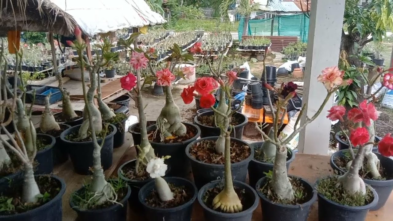 ดูชวนชม 30 ก.ค.66 ไลน์ 0900289166 - YouTube