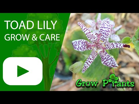 Toad lily - grow & care (Tricyrtis)