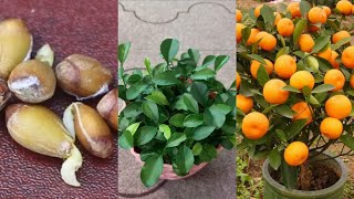 How to grow oranges at home, the simplest method for beginners