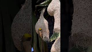 Mystery of weaver bird build making home Amazing bird construction 47#birds #wildlife