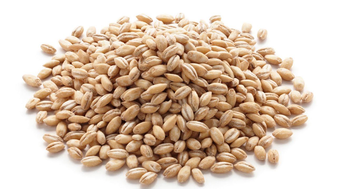 What are the health benefits of barley What are the health benefits of barley new pics What are the health benefits of barley What are the health benefits of barley new images
