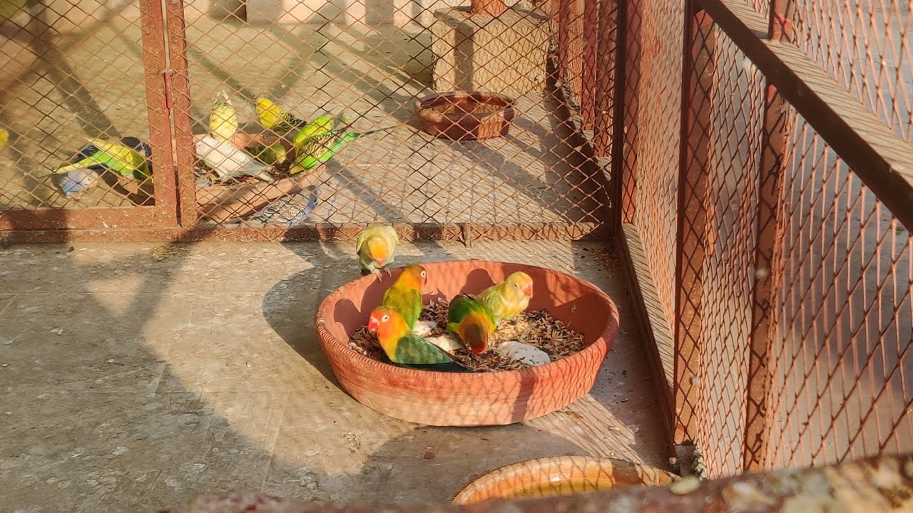 DAY 72 🦜 #birds 👉@ansarak7747 #lovebirds #parrot #minivlogshorts #foryou