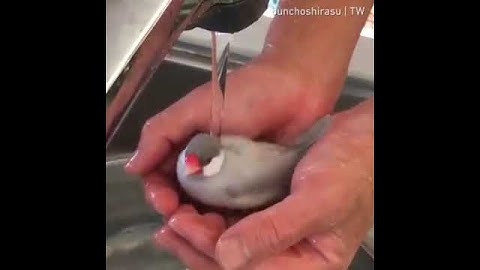 Java Sparrow Finch enjoying a bath