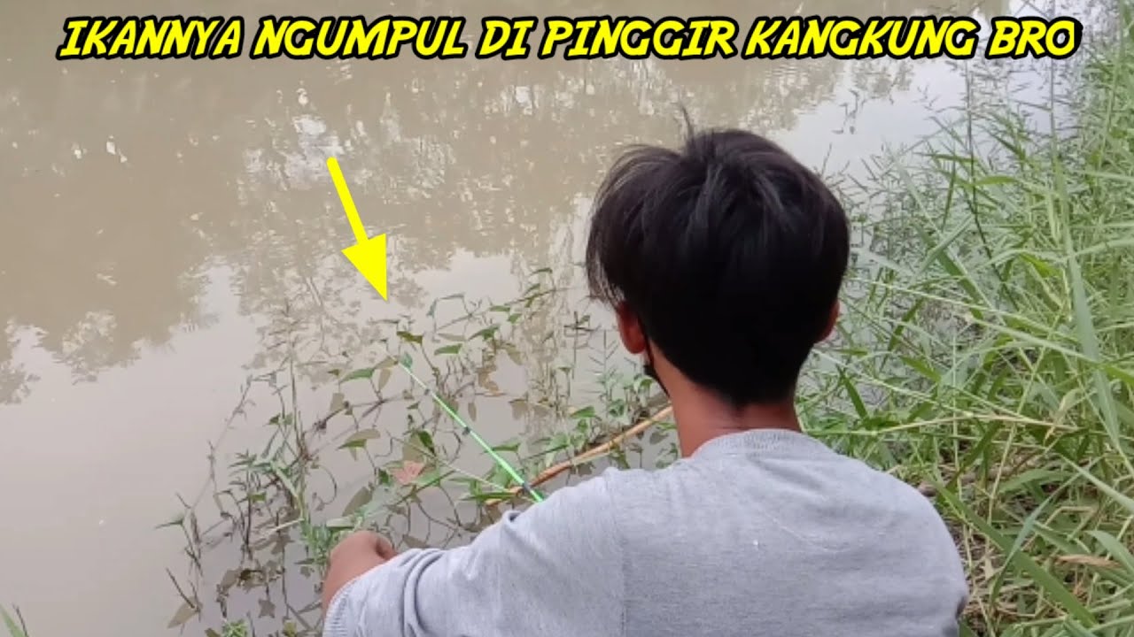 LUNG-LEP, MANCING NILA DI PINGGIR DAUN KANGKUNG AUTO STRIKE