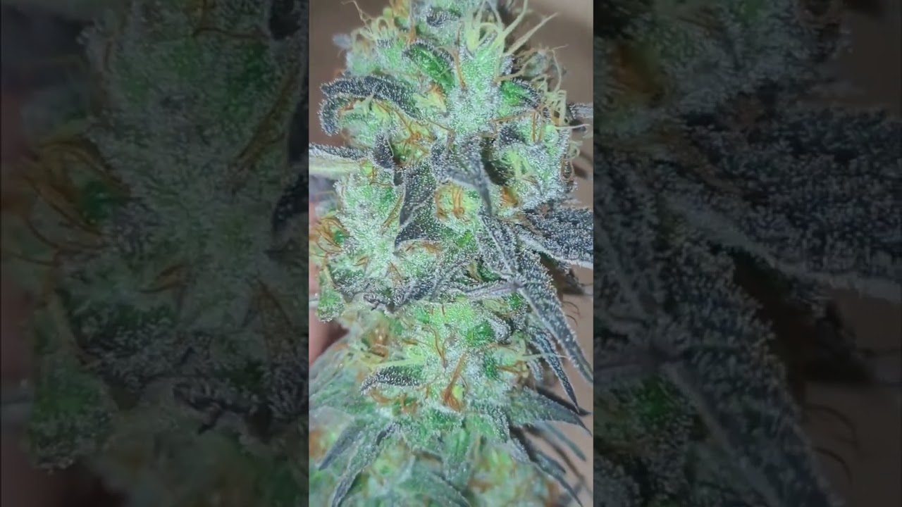Cosecha Suelo Vivo Cannabis - 100% ORGÁNICO- Cactus Breath 