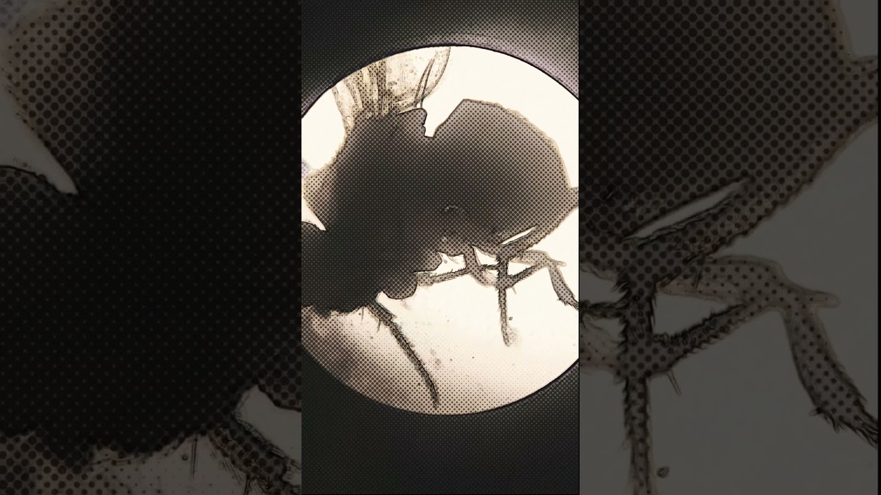 That tiny thing in your kitchen... #nature #microscope  #science #anime #art  #interiordesign  #moon