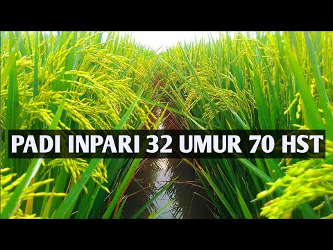 Padi Inpari 32 Umur 70 HST YouTube