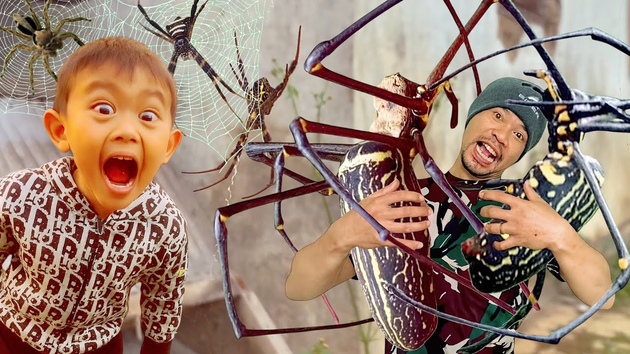 Фаваз и отец охотятся и ловят гигантского золотого паука, гагамбу и паука-кругопряда по всему дому