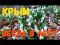 Весна в Крыму только начинается! Это настоящее чудо природы в лесу.