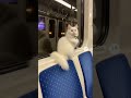 Котики Дорога с работы #котики #дорога #метро #впути