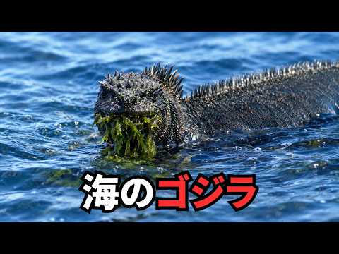 ガラパゴスの野生動物｜唯一無二の生き物が生きる奇跡の島のサムネイル