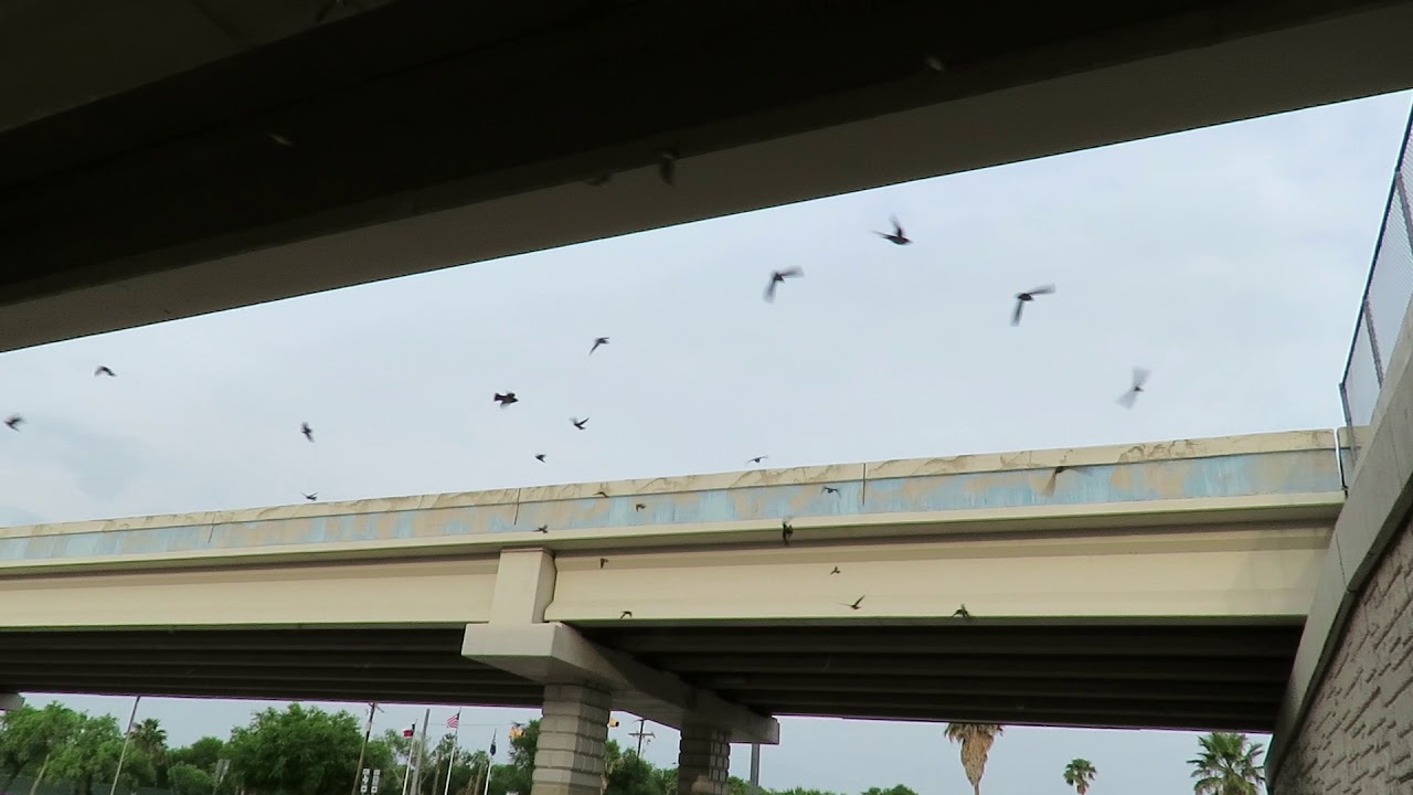 Cave Swallows (Edinburg)