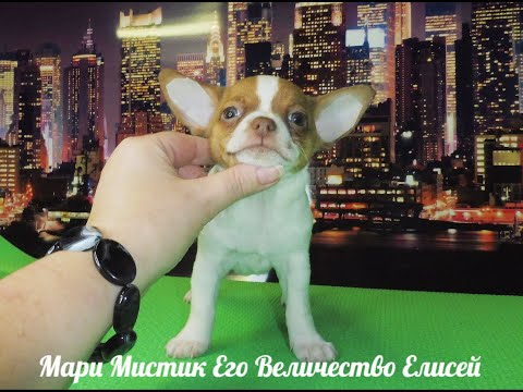 #ПРОДАЮ ЧИХУА МАРИ МИСТИК ЕГО ВЕЛИЧЕСТВО ЕЛИСЕЙ #куплющенкачихуапродаю#buypuppysellchihua#Russia
