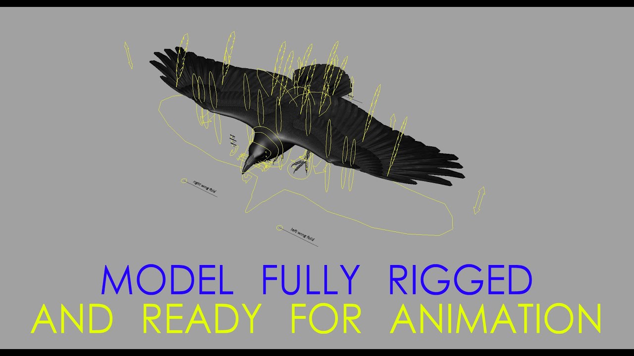 Chihuahuan Raven Rig Preview Maya. - YouTube