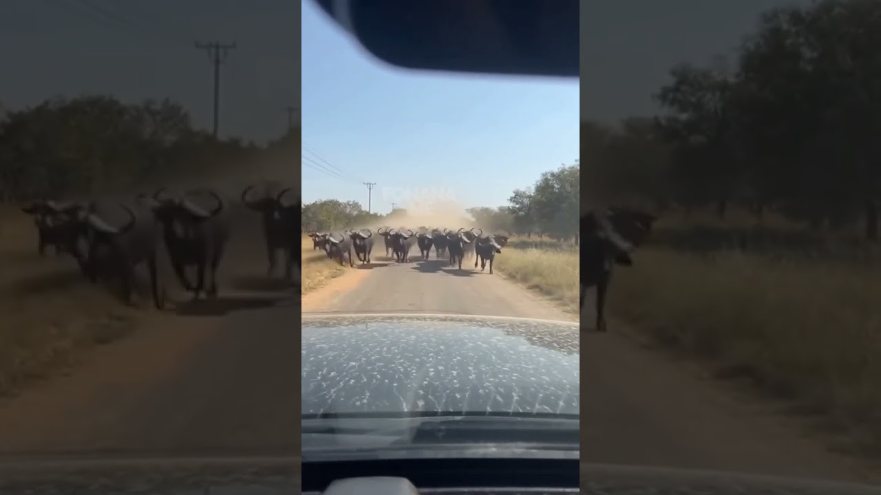 Herd of buffalo 