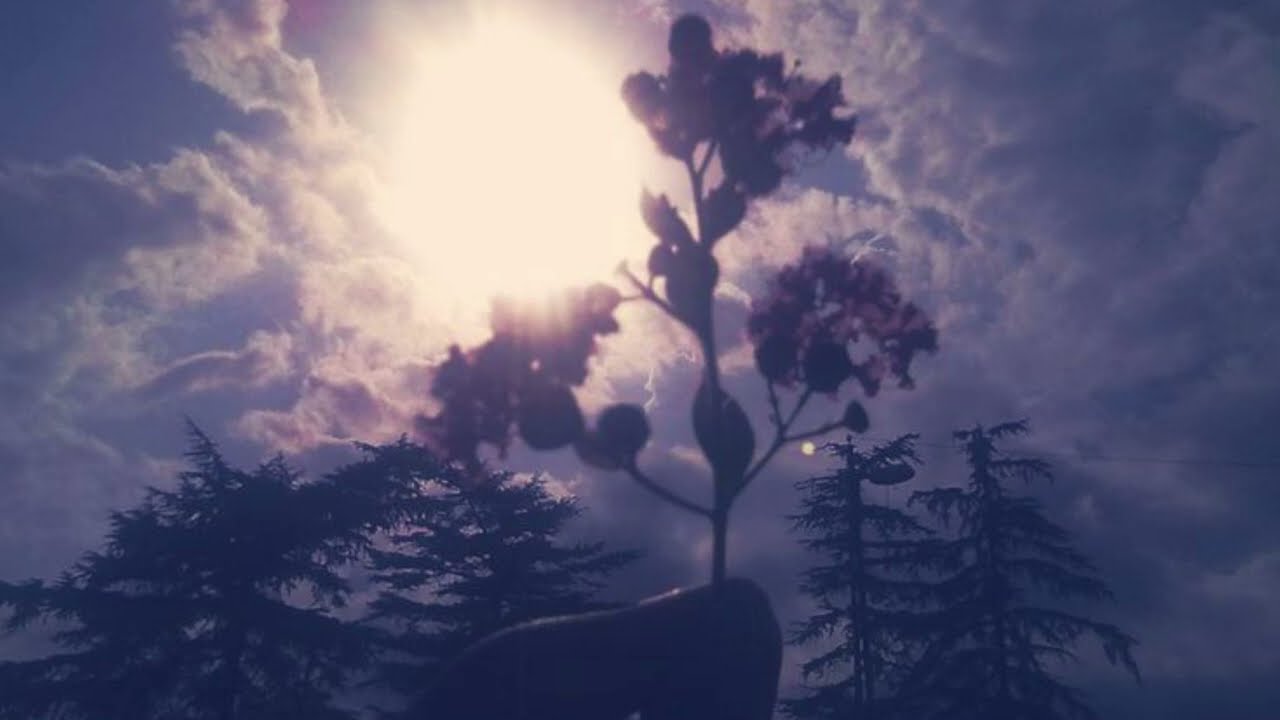 Silvania - Un bosque en la memoria (subtítulos)