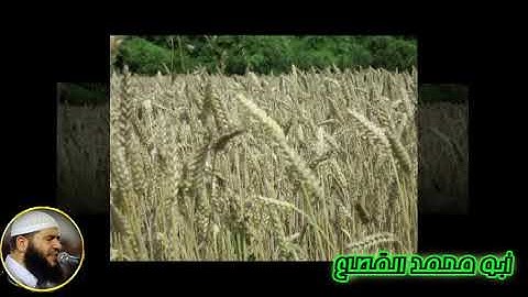 114 القارىء غسان الشوربجي سورة الناس