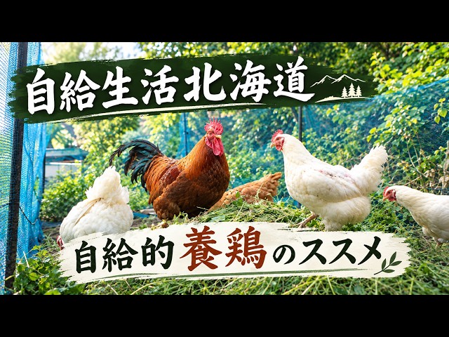 Our Hens at Home [Self-Sufficient Living in Hokkaido] This Is How