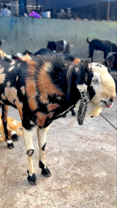 Bakra Mandi Mai Aaya Zabardast Bakra #trending #goat #share #viralvideos #trending #biggoats #bakra