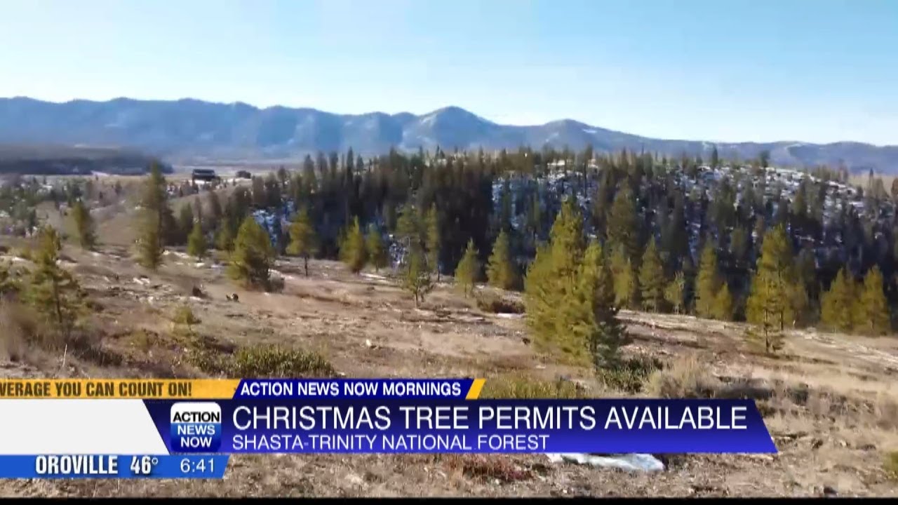 The Shasta Trinity National Forest has begun selling Christmas tree