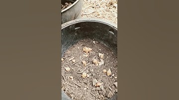 Thumbnail of Freesia propagation through bulbs