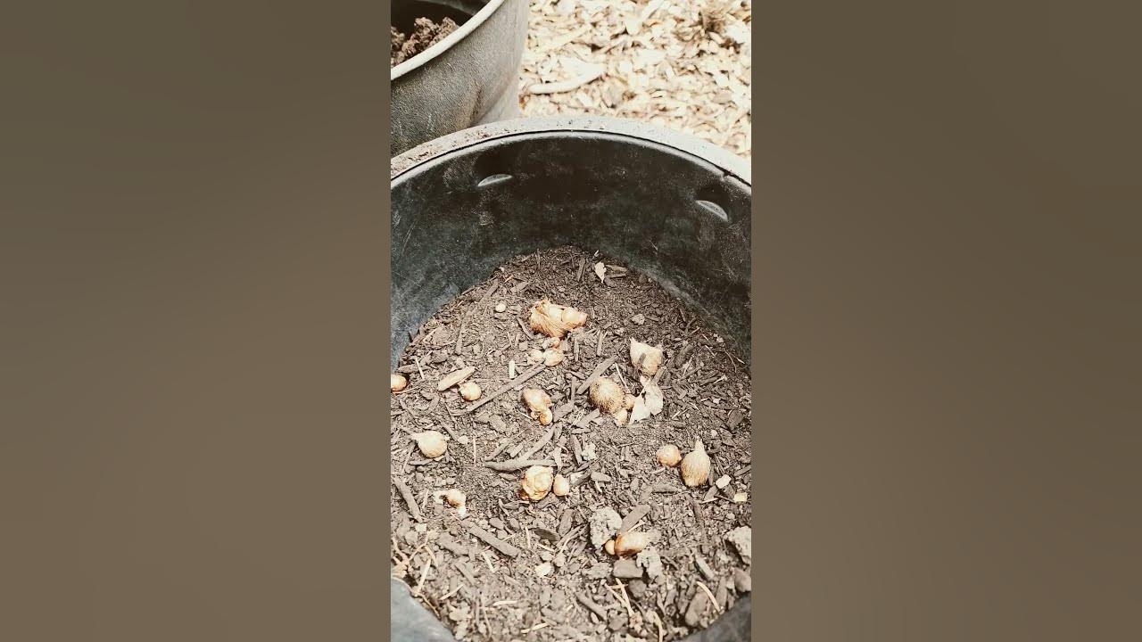 Freesia propagation through bulbs