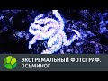 Осьминог. Экстремальный фотограф | Живая Планета