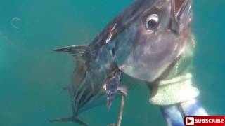 Spearfishing Albacore - Alfredo Angelici