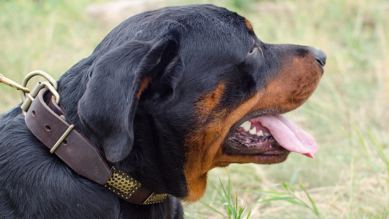 saddleback leather dog collar