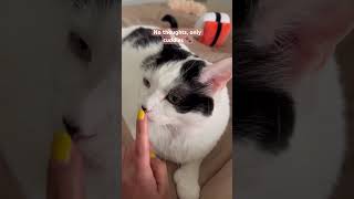 Spend A Day With Indoor Cat